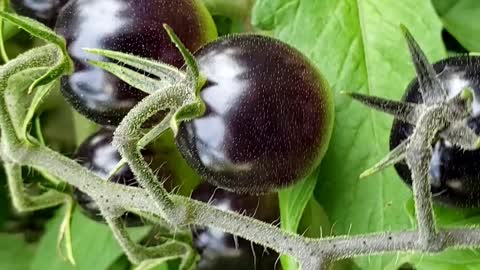 Black Tomatoes