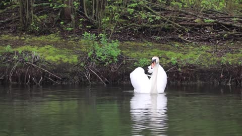 relaxing swan videos