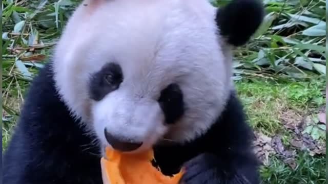 Panda eating pumpkin