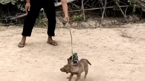 Troll Prank Dog with Lion