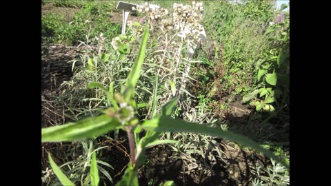 False Daisy Eclipta Prostrata Sept 2022