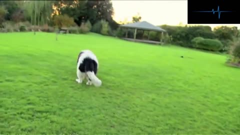 🐶​​💟​👱​ Dog rescue videos Whizz Extraordinary Moments