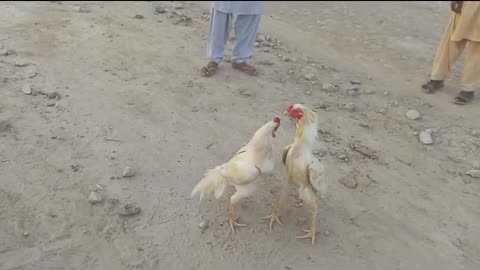 Rooster fight vedio 2023 🐓 #viral #tranding #murga #aseel
