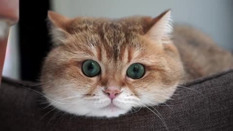 Hosico and Window