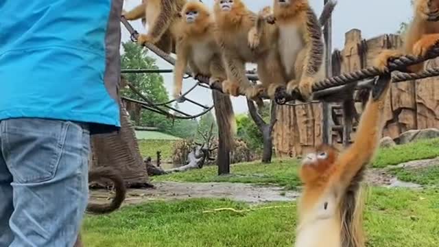 Every baby golden monkey has it