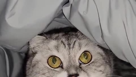 a cat hiding in a blanket