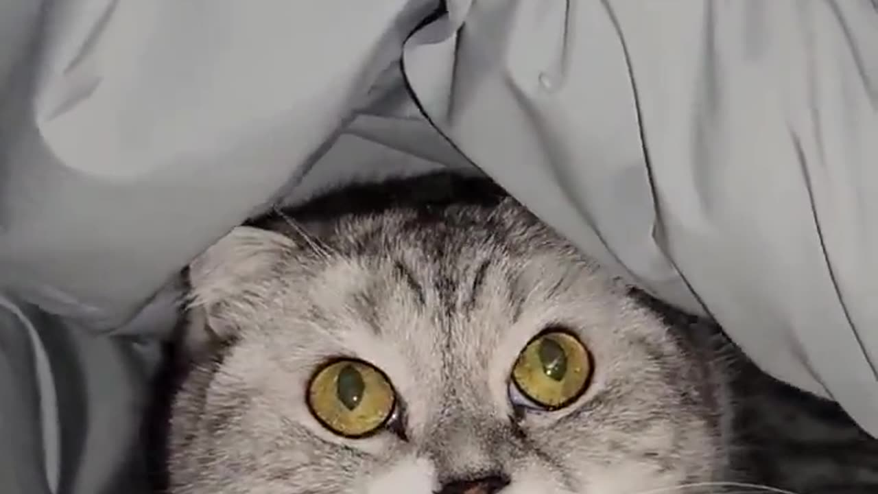 a cat hiding in a blanket