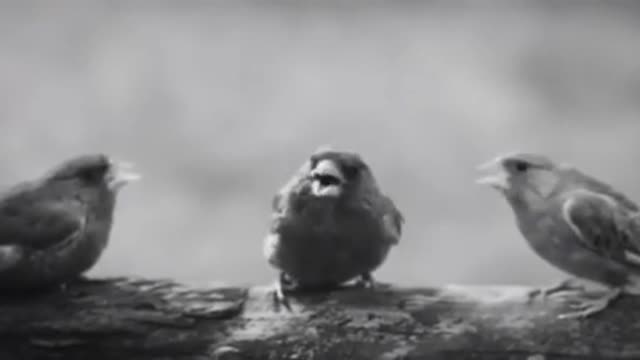 a dubstep bird funny
