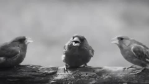 a dubstep bird funny
