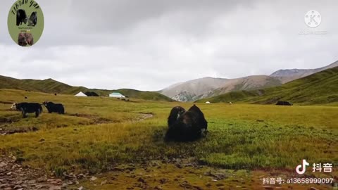 Yak fight amazing video