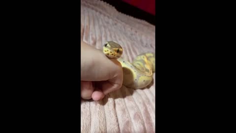 Snakes Can Be Cute Too - Funny Snake Video 2021 | Dox