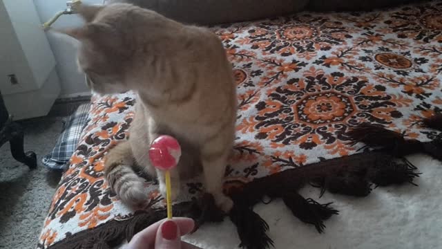 This cat really unsure about her lolly