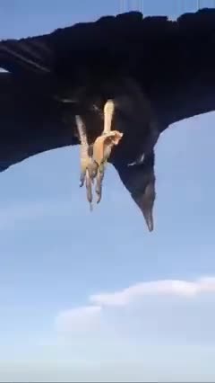 Anti-Loosh Video Number 78. LOOSH is real and bad. Explained below and watch the video!