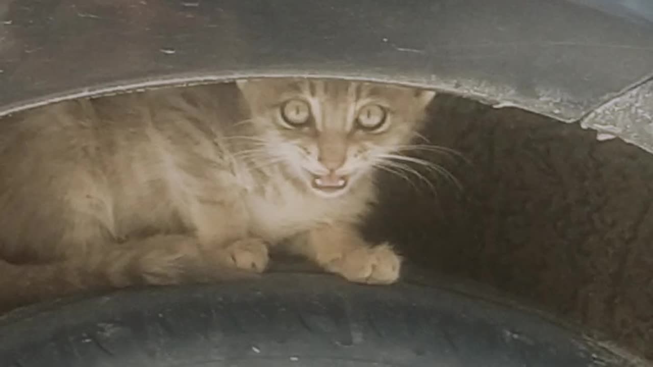 Cute cat under the car Tyre #viral #trending #rumble