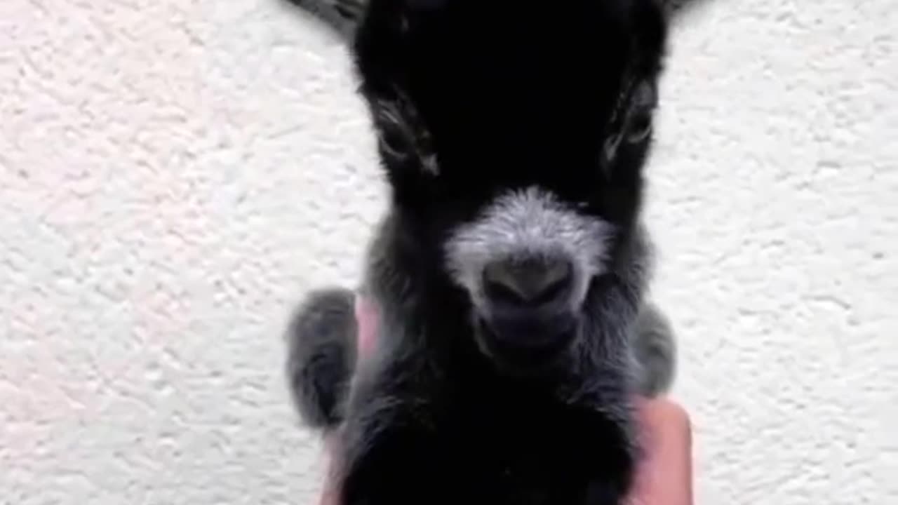 Tiny Baby Goats! - Cute Funny Animals