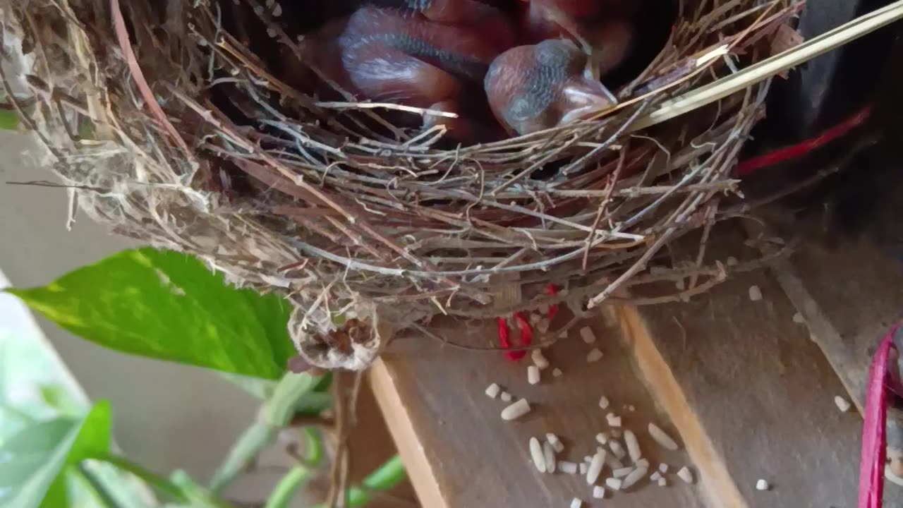 Mini birds eggs