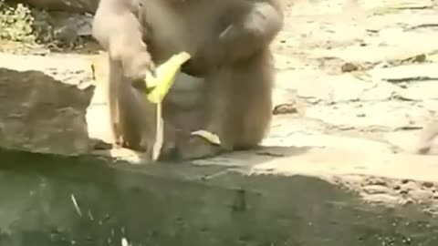 Cute and funny animal vedio3