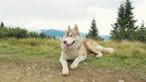 Dog Laying in Grass