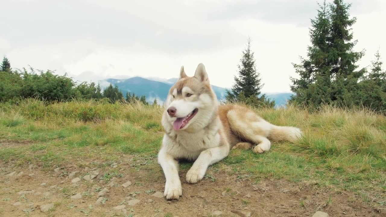 Dog Laying in Grass