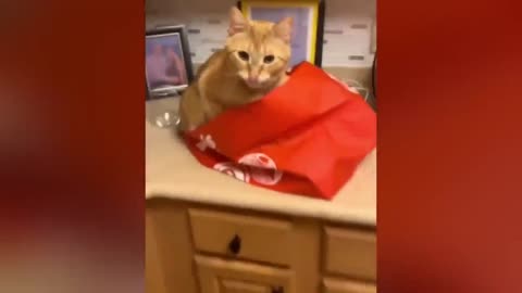 funny videos