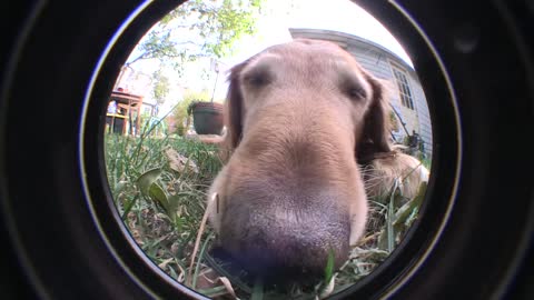 Fisheye dog