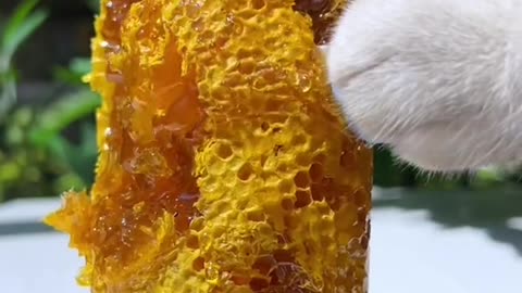 #asmr honey cream like the Milky Way #kittygod_cn #catlover #foodtiktok #catsoftiktok