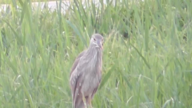 154 Toussaint Wildlife - Oak Harbor Ohio - More American Bittern