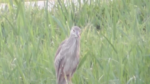 154 Toussaint Wildlife - Oak Harbor Ohio - More American Bittern