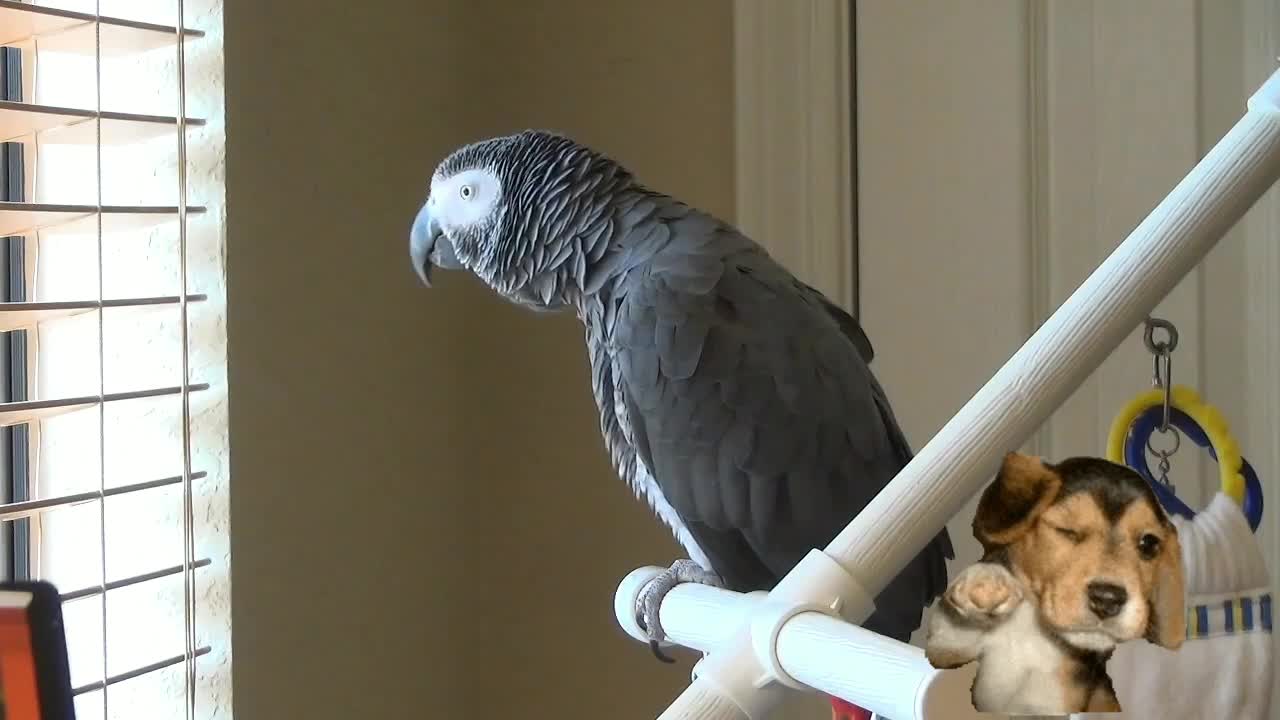 Parrot add the pizza in to the Grocery list