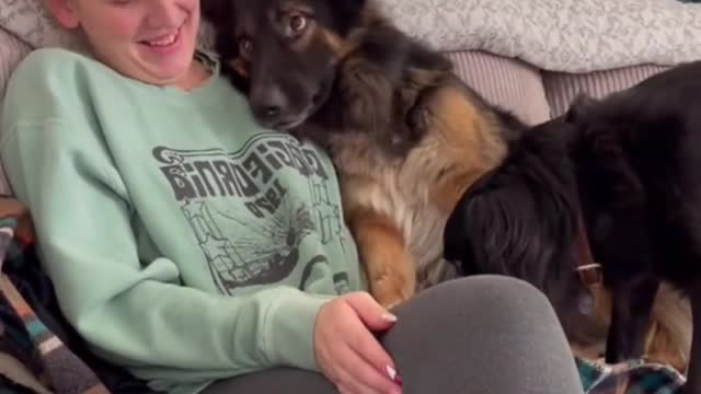 Dog: You go away, mother is mine! Pet cures dog reunion