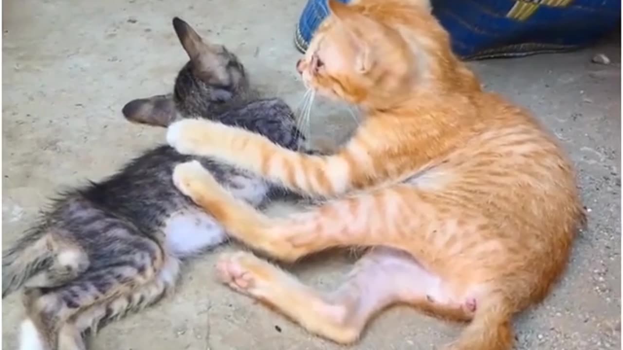 funny small cat video