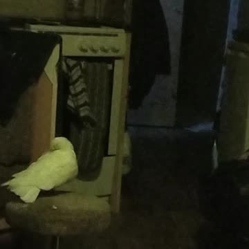 Cute little babies 😍