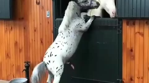 Two horse loving each other 🥰 best animal moments