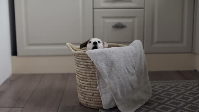 puppy jack russell terrier in a basket with linen