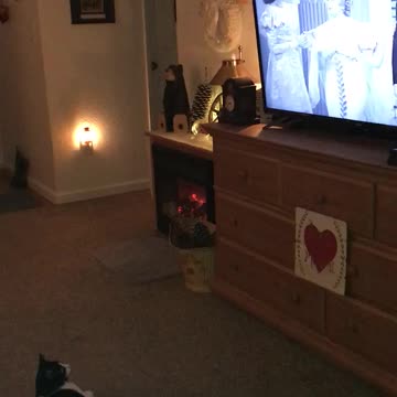 Cat Takes A Break To Watch A Movie