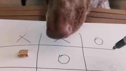 Tic-tac-toe Dog vs Hooman