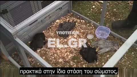 Αν σκοτώνει όλες τις κότες σε 1 νύχτα, τι θα κάνει σ' εμάς σε 20 χρόνια