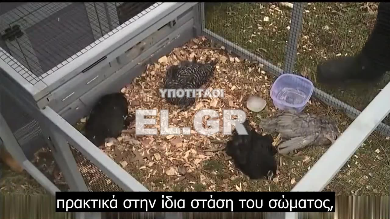 Αν σκοτώνει όλες τις κότες σε 1 νύχτα, τι θα κάνει σ' εμάς σε 20 χρόνια