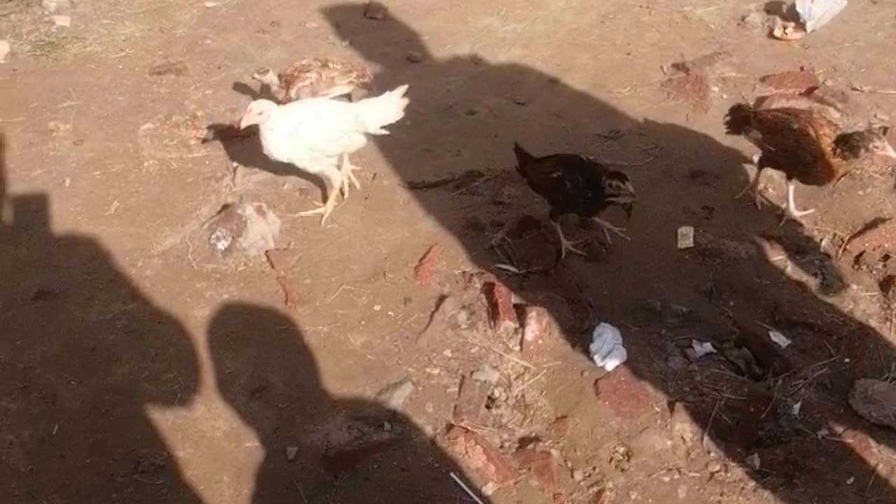 Chicken babys6