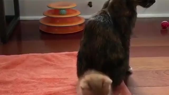 The way her mother tickled her was by moving her tail