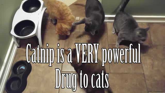 Everything to know about the effects of catnip