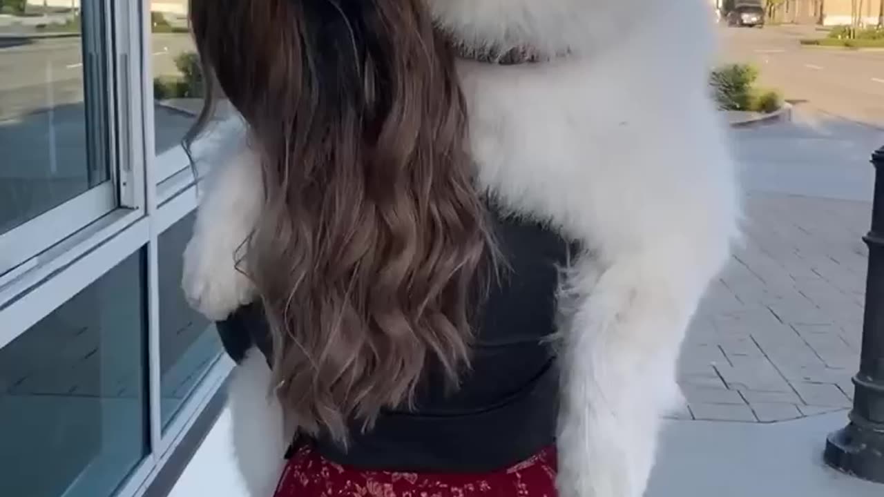 Cute Dog Play With Her Owner