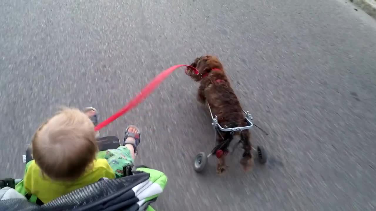 Heroic dog in wheelchair goes for a walk