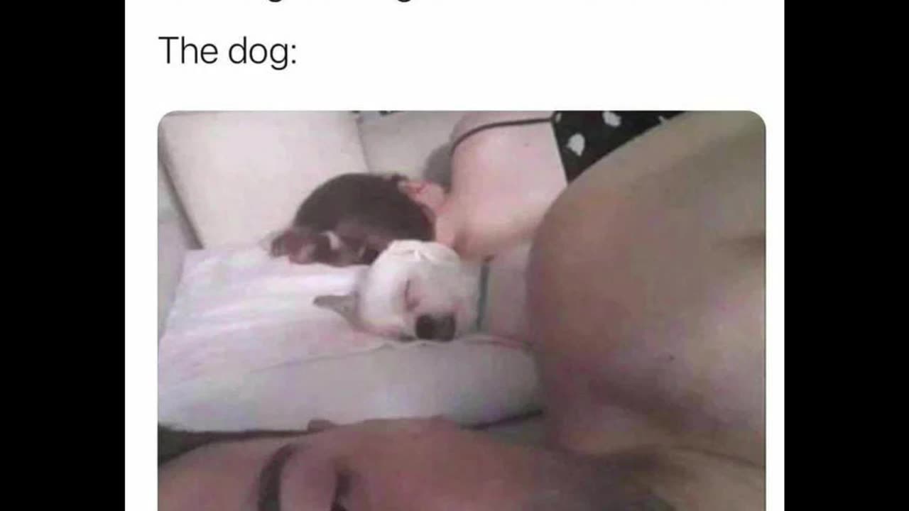 Random Memes 527