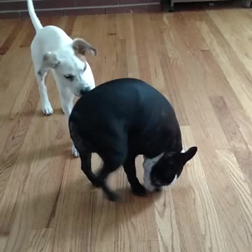 New grandogger comes for a visit