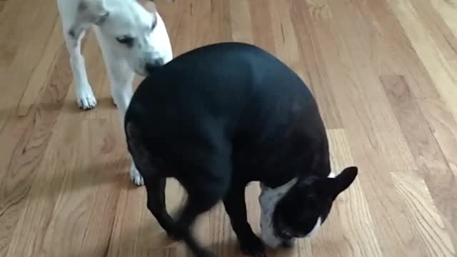 New grandogger comes for a visit