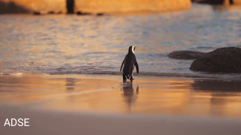 Water's Animals