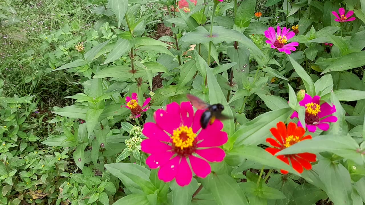 Beautiful flower blooms infested by black beetles