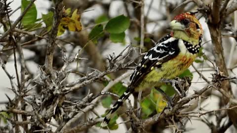 Oiseau surprenant