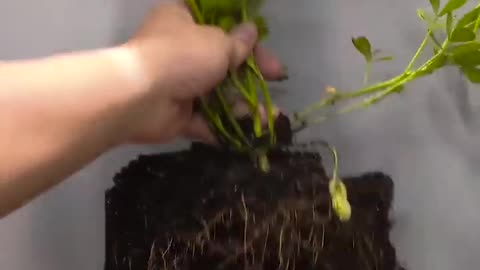 Nut growing